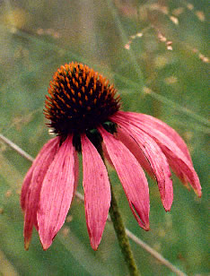 Echinacea s0069d